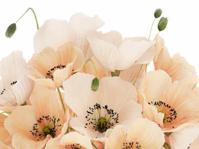 Beautiful Bouquet White Beige Wild Flowers Poppy 570 3D model