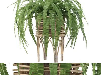 Fern in rattan stand 3D model