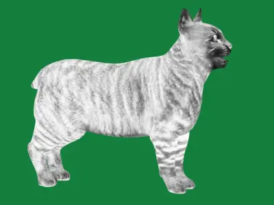 Manx Cat Low-poly 3D model