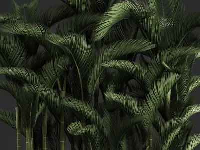 Decorative palms Dypsis 3 3D model