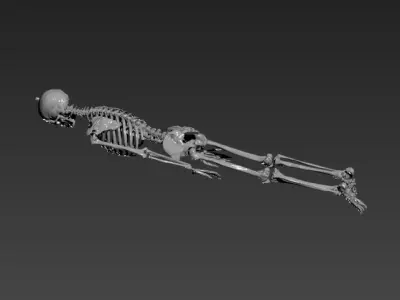 Human Skelton Realistic 3d model 3D model