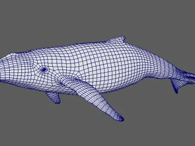 Realistic  Whale 3D Model   Low-poly 3D model