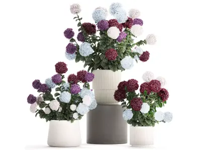 Beautiful hydrangea bushes in flower pots for decoration 1290 3D model