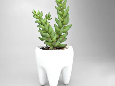 Tooth  Pot - Succulent Plant  3D model