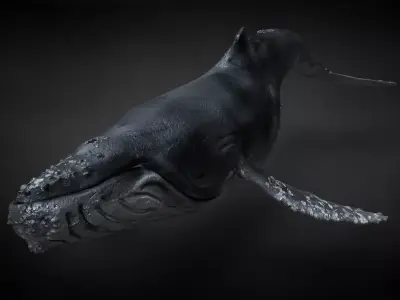 Humpback Whale C4D Rigged 3D model