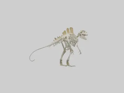 Spinosaurus Skeleton model 3D model