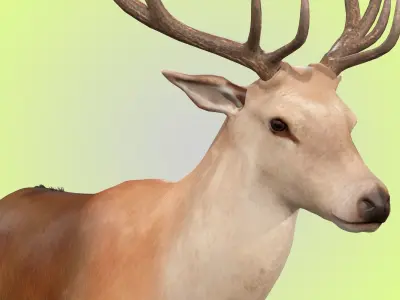Deer Rig 3D model