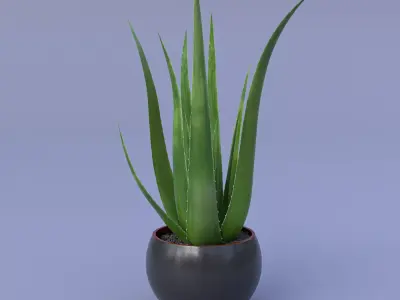Aloe Vera 3D model