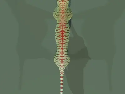 the Most Advanced Rigged Tiger for blender  its Here Low-poly 3D model