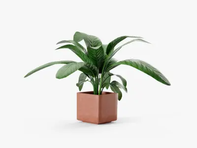 Plant in pot 3D model