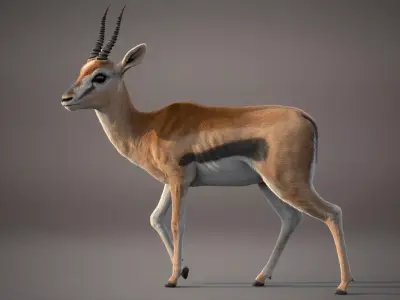 Gazelle Xgen Rigged 3D model