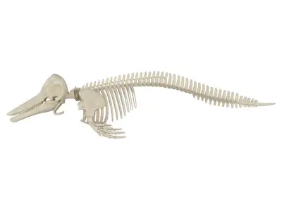 Dolphin Skeleton 3D model