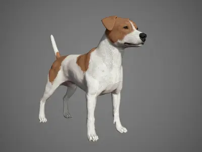 Jack Russell Real-Time Low-poly 3D model