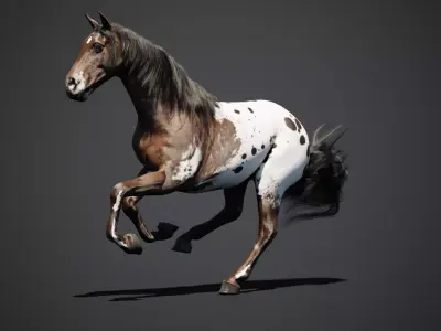 Appaloosa animated 3D model