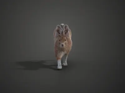Snowshoe Rabbit Animated VFX Grace 3D model
