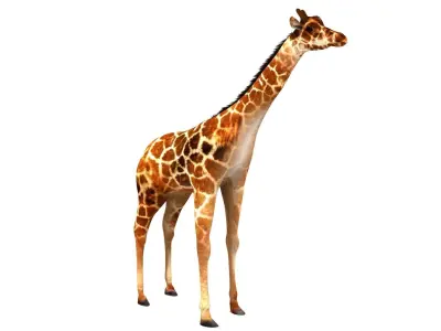Giraffe 3D model