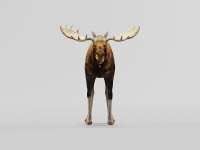 Eurasian Elk Moose Mammal Low-poly 3D model
