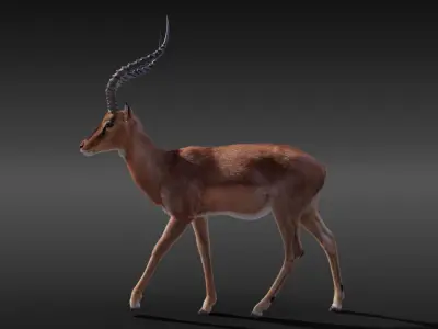 Impala Animated 3D model