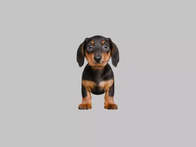 Cute 3D Dachshund Model Low Poly Game Ready Low-poly 3D model