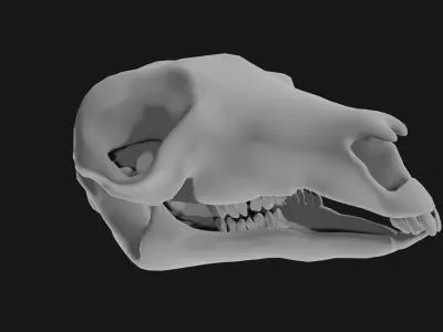 Kangaroo skull 3D model