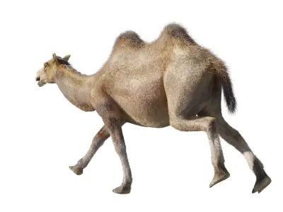 hair effect camel 3D model