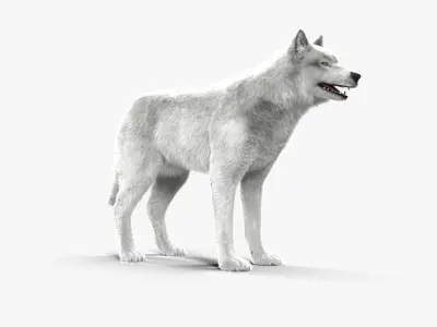 Wolf White Low-poly 3D model