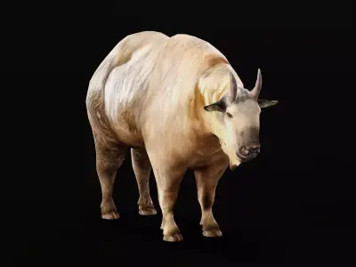 Golden Takin Chamois Goat Low-poly 3D model