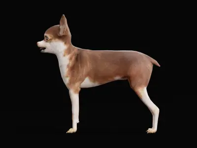 Russian Toy Terrier Dog Breed Low-poly 3D model