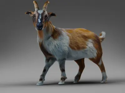 Fur Goat 01 Rigged and Animation in Blender Low-poly 3D model