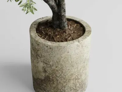 outdoor plant set 154 pot old olive tree concrete old vase Low-poly 3D model