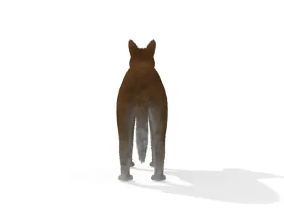 3D Dog Dingo Australian Animal 3D model
