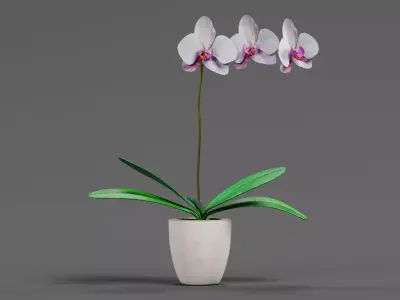 Blooming Phalaenopsis Orchid Plant in Pot 3D model