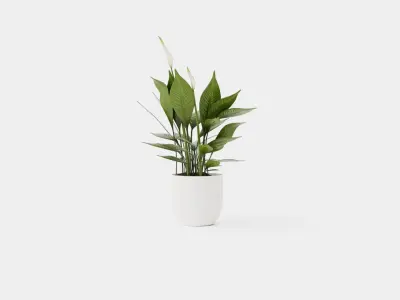 Spathiphyllum Torelli Low-poly 3D model
