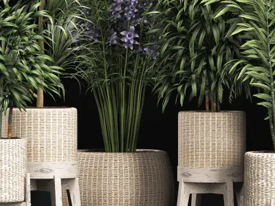 Plants Collection 213 3D model