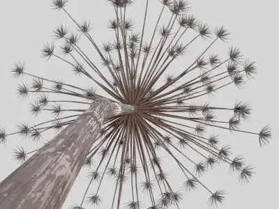 Dry Dill flower 3D model