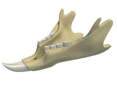 Animal jawbone 3D model