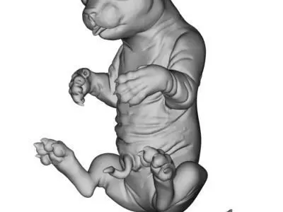 Fetal Kitten Cat Fetus 3D model