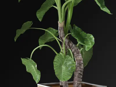 Alocasia DESERT 3D model