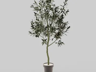 Faux Potted Olive Tree Large 3D model