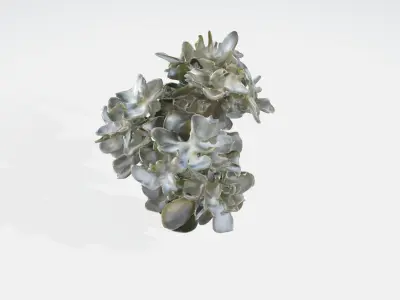 Stephanotis flowers Low-poly 3D model