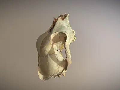 photorealistic high poly animal skull 3D model