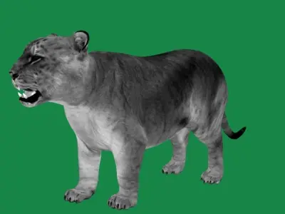 Liger Hybrid Feline 3D model