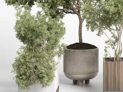 Collection indoor outdoor plant 405 plant tree  Low-poly 3D model