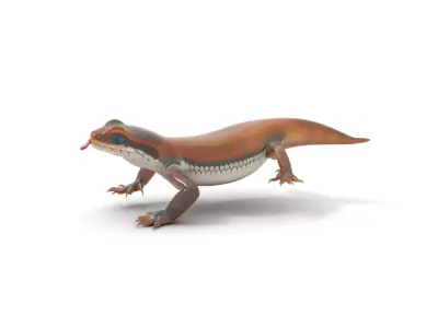 Vibrant Skink Reptile model pack Low-poly 3D model