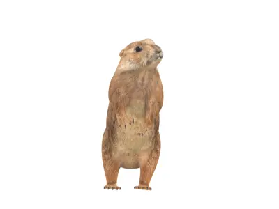 Prairie Dog Low-poly 3D model