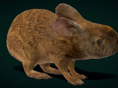 Lower Keys Marsh Rabbit Low-poly 3D model