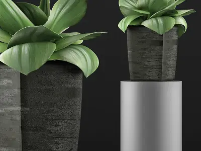Plants Collection 96 3D model