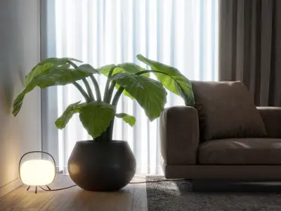 Interior Plant Elephant Ear 3D model