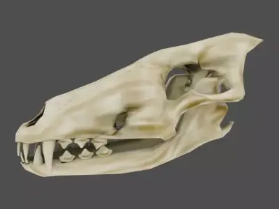 Skull Wolf Low and Hig Poly Pack Low-poly 3D model