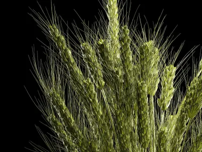 Bouquet Of Green Ears Of Wheat In A Vase 3D model